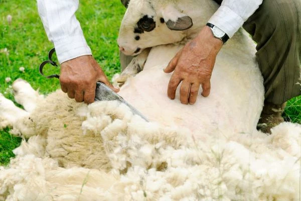 Der Preis für Schaf- und Ziegenfleisch in Australien schrumpft leicht auf 5.975 $ pro Tonne
